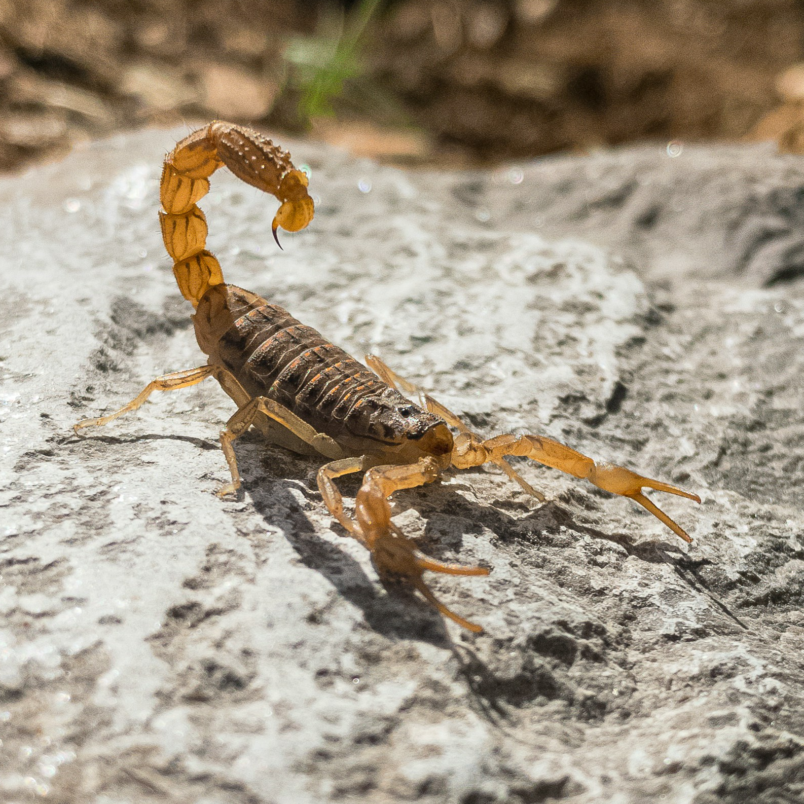 scorpion